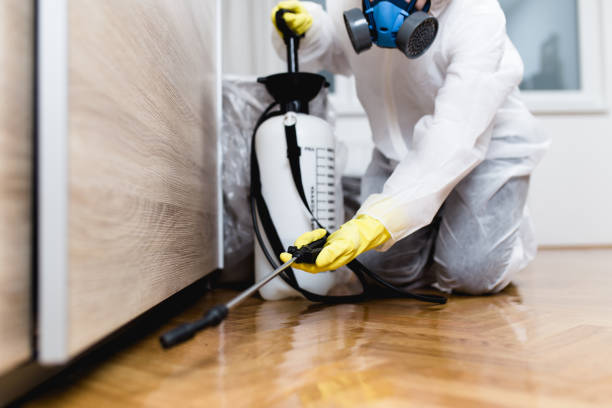 Wasp Removal Services in Newport, WA